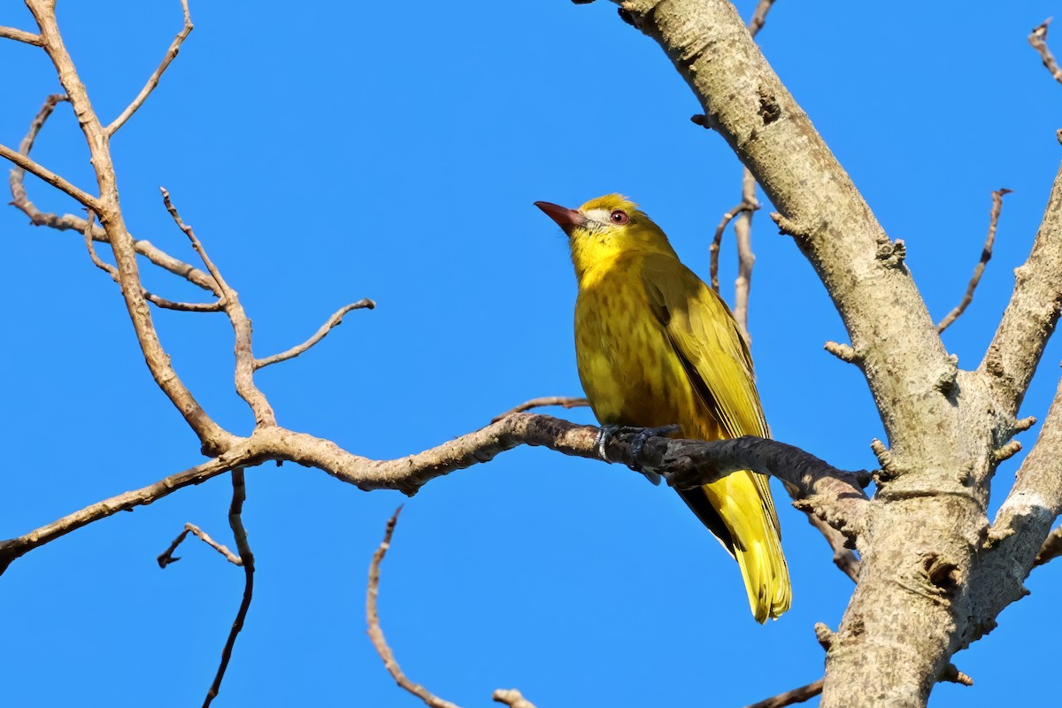 White-lored Oriole - ML635426058