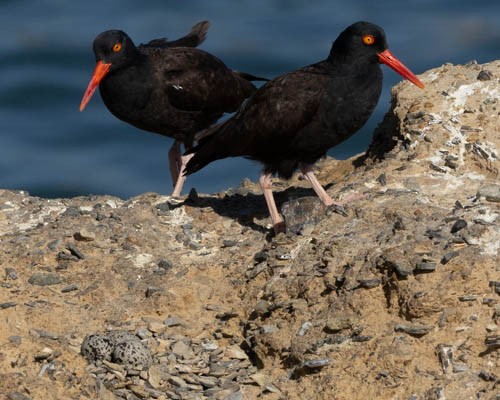 Black Oystercatcher - ML635426223