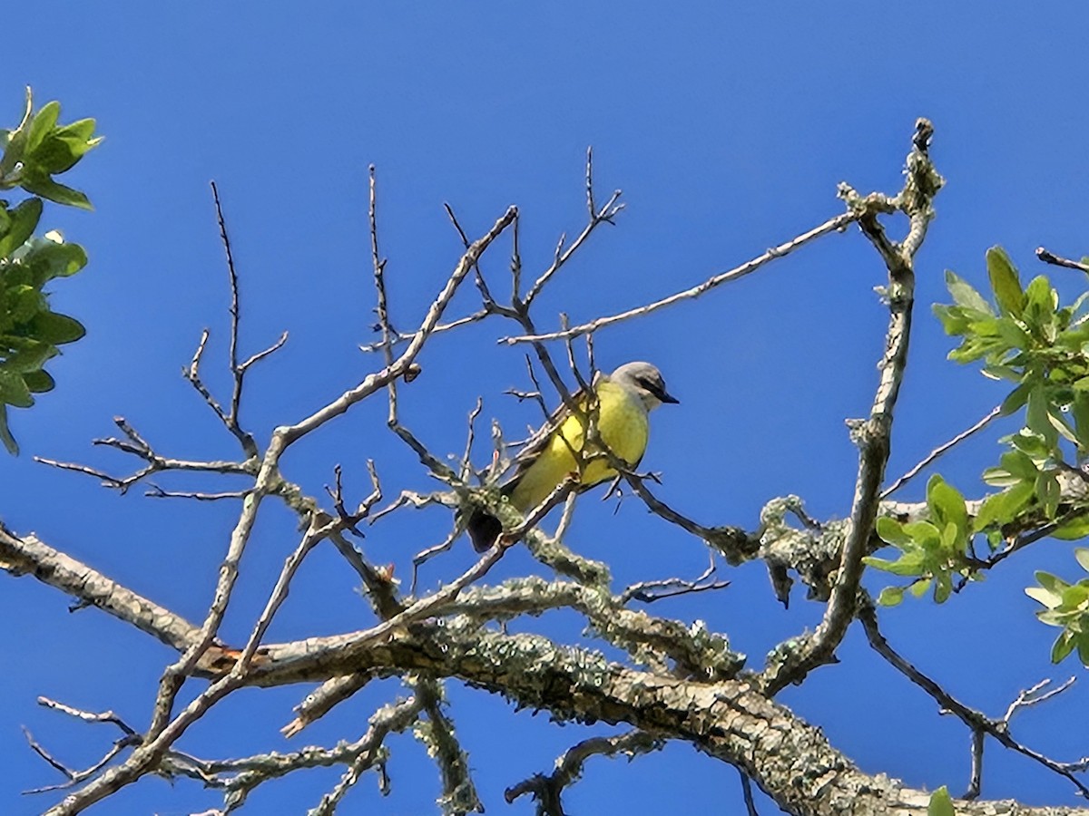Schmalschnabel-Königstyrann - ML635426227