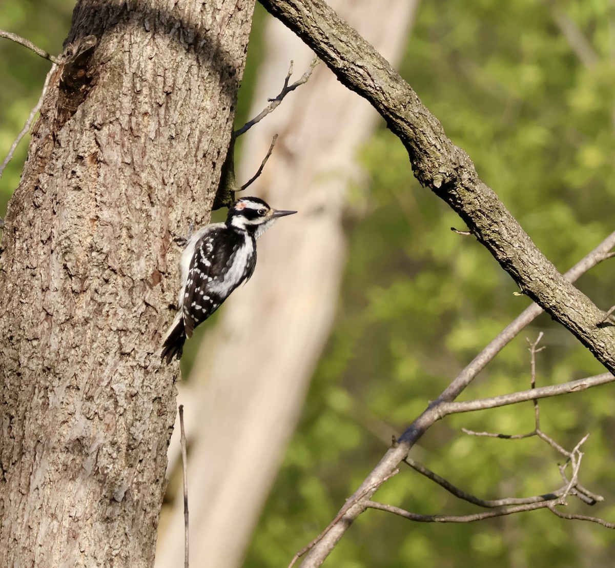 Hairy Woodpecker - ML635426423