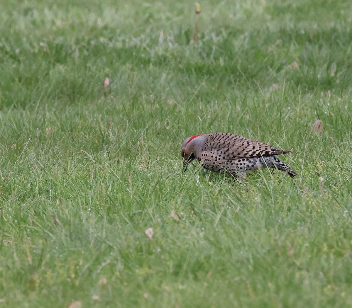 Northern Flicker - ML635426454