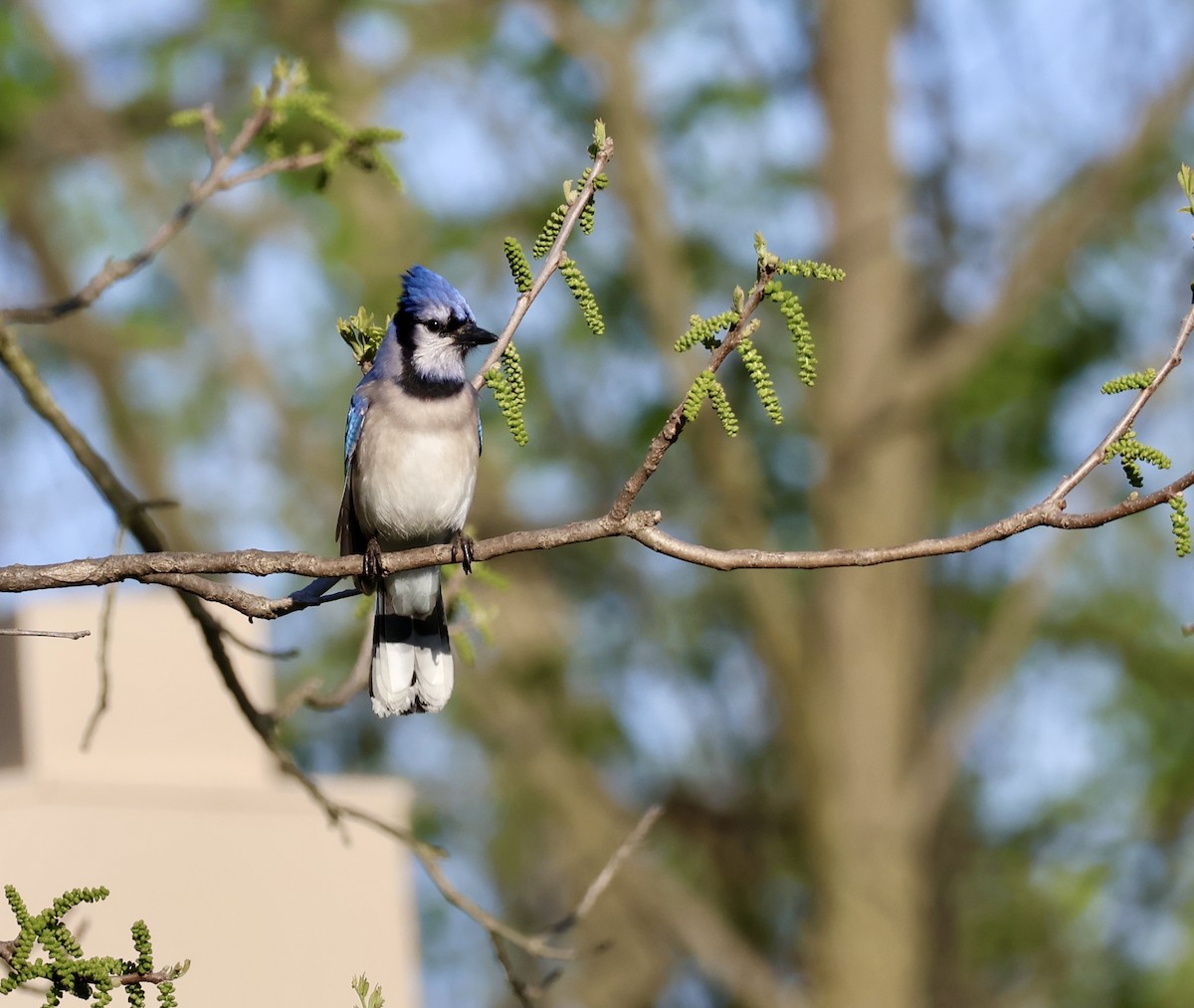 Blue Jay - ML635426514