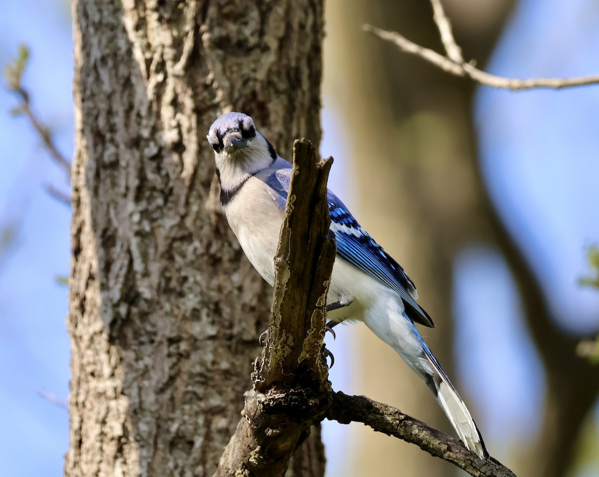 Blue Jay - ML635426515