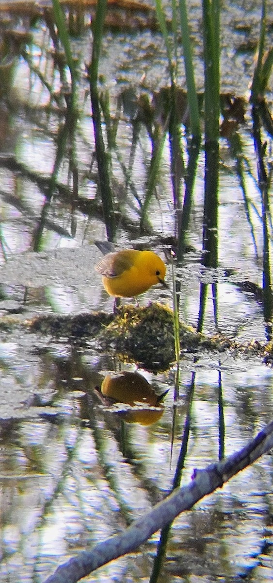 Prothonotary Warbler - ML635426518