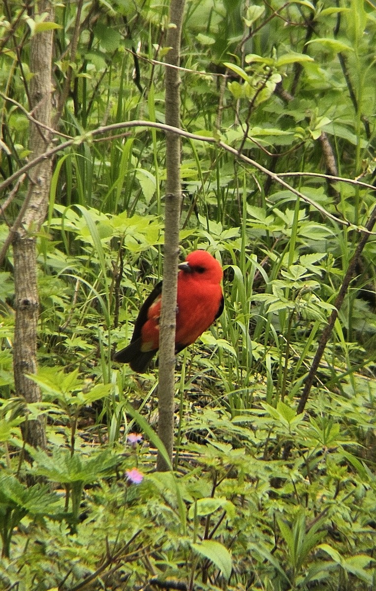 Scarlet Tanager - ML635426570