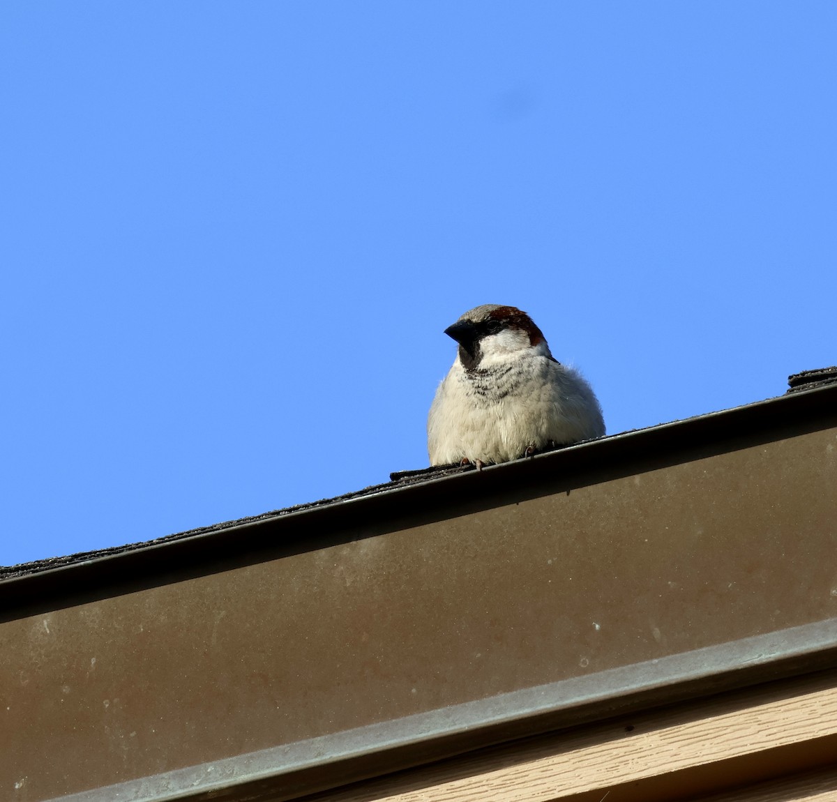 House Sparrow - ML635426574