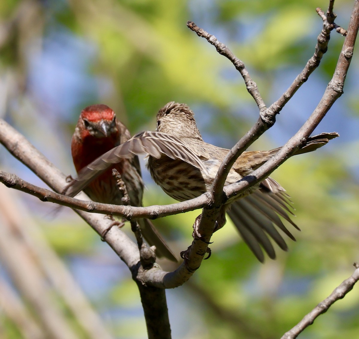 House Finch - ML635426586