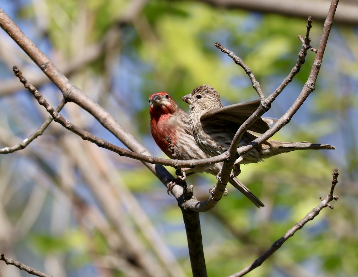 House Finch - ML635426587