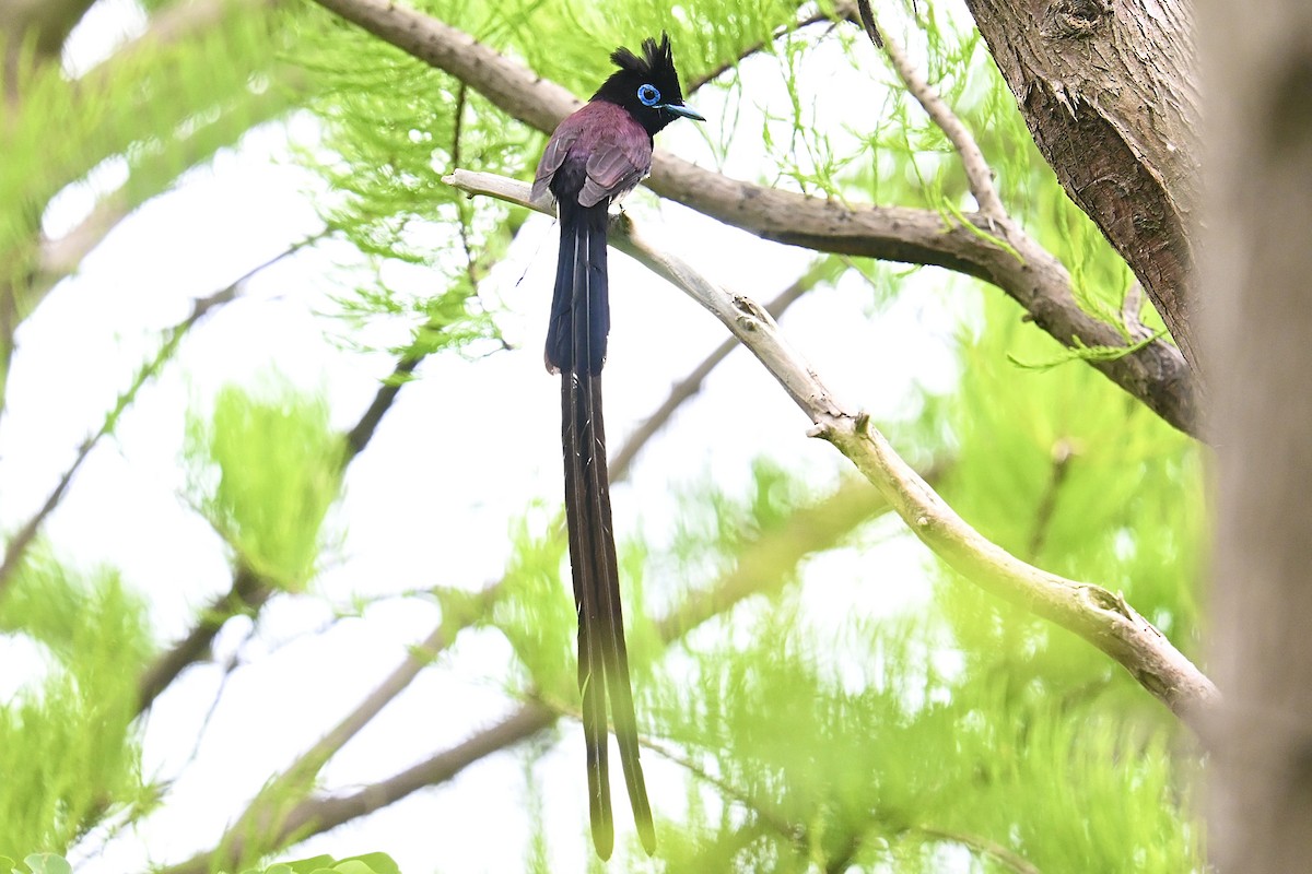 Black Paradise-Flycatcher - ML635426607