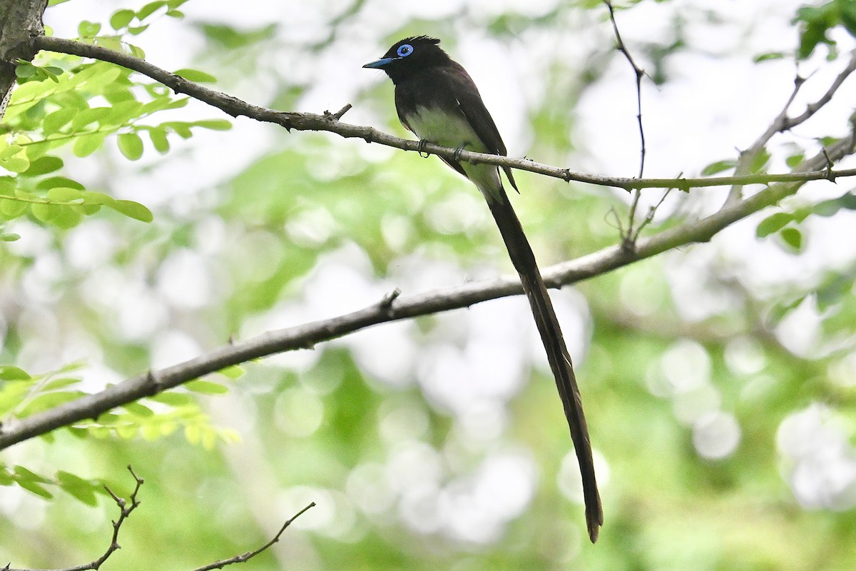 Black Paradise-Flycatcher - ML635426646