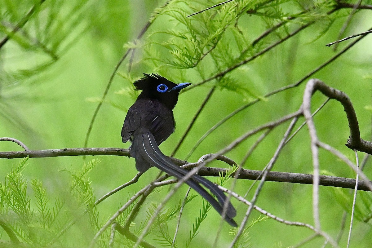 Black Paradise-Flycatcher - ML635426649