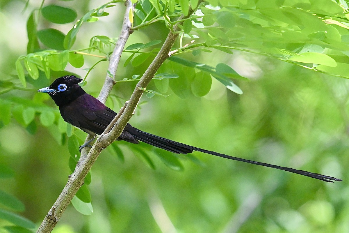 Black Paradise-Flycatcher - ML635426675