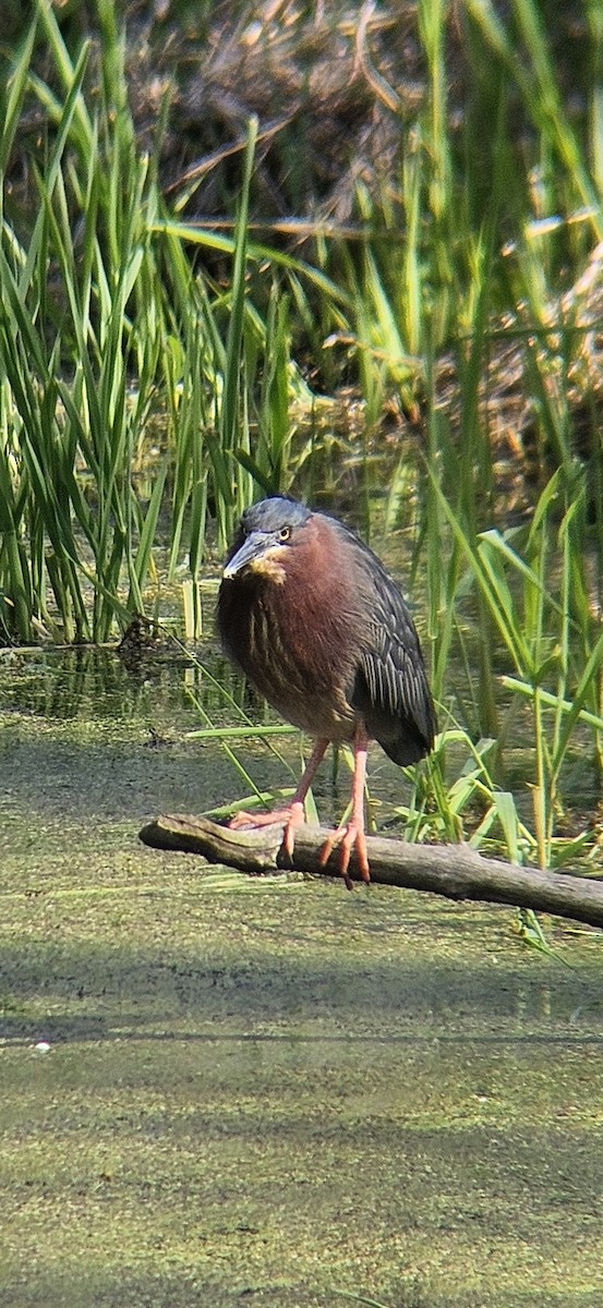 Green Heron - ML635426694
