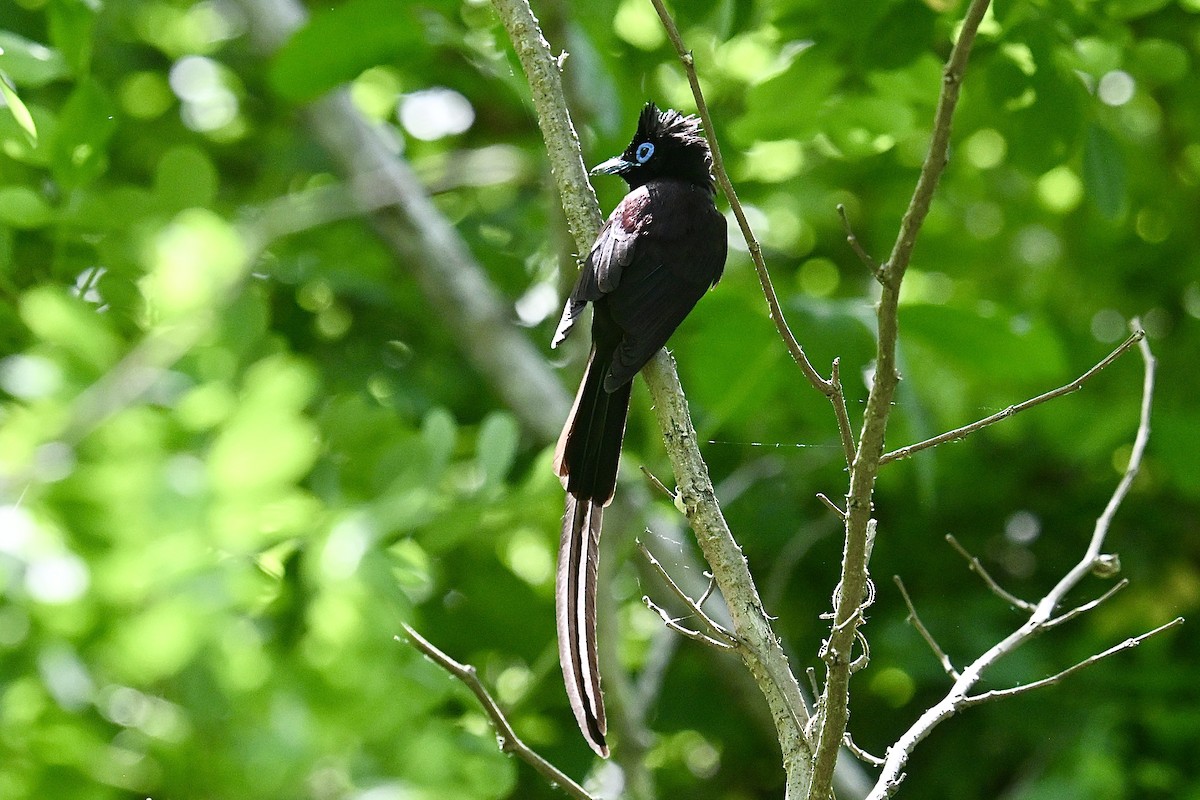 Black Paradise-Flycatcher - ML635426695