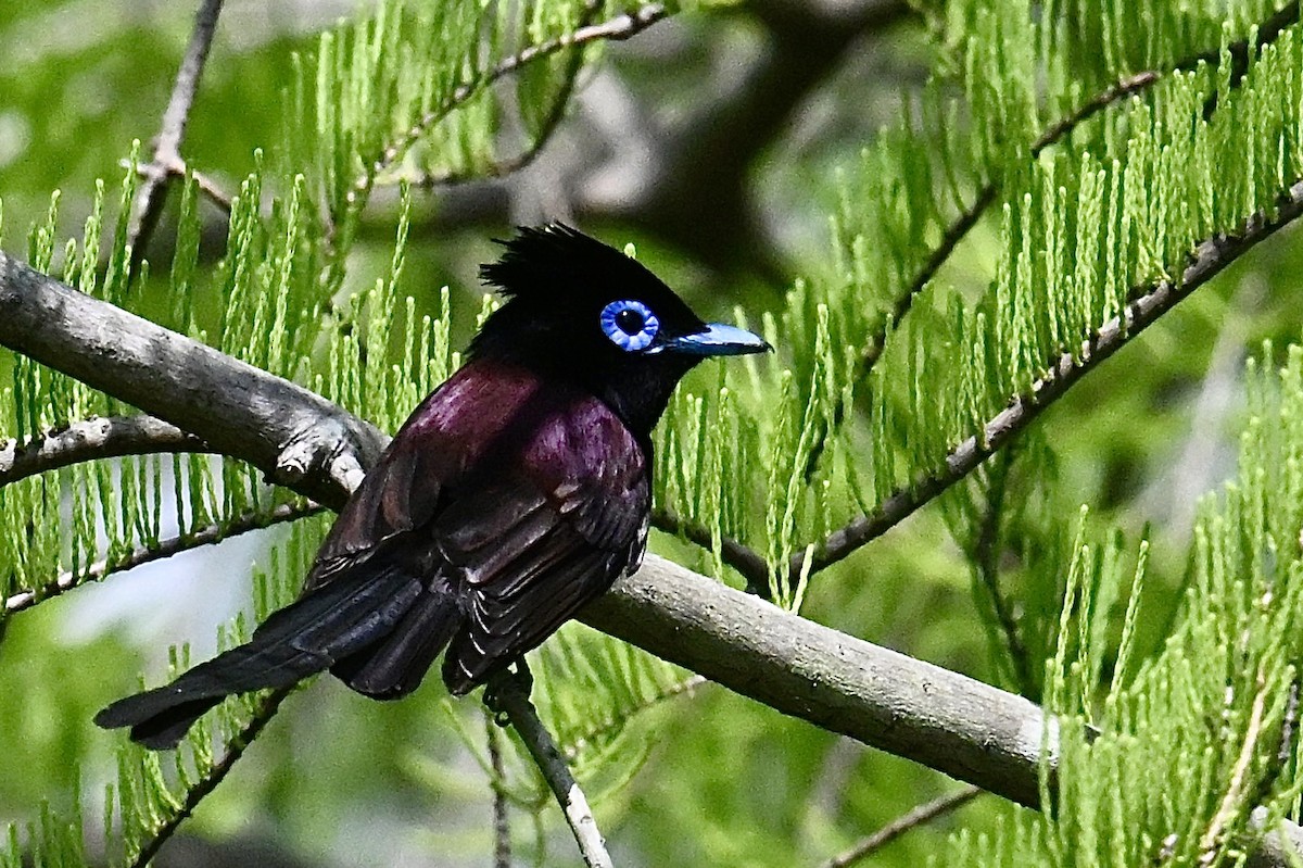 Black Paradise-Flycatcher - ML635426706