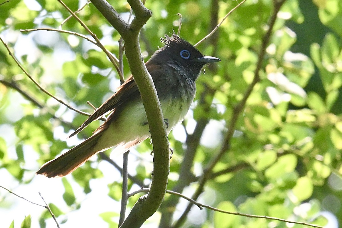 Black Paradise-Flycatcher - ML635426712
