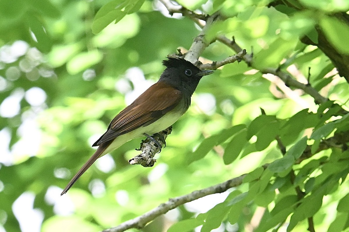 Black Paradise-Flycatcher - ML635426836
