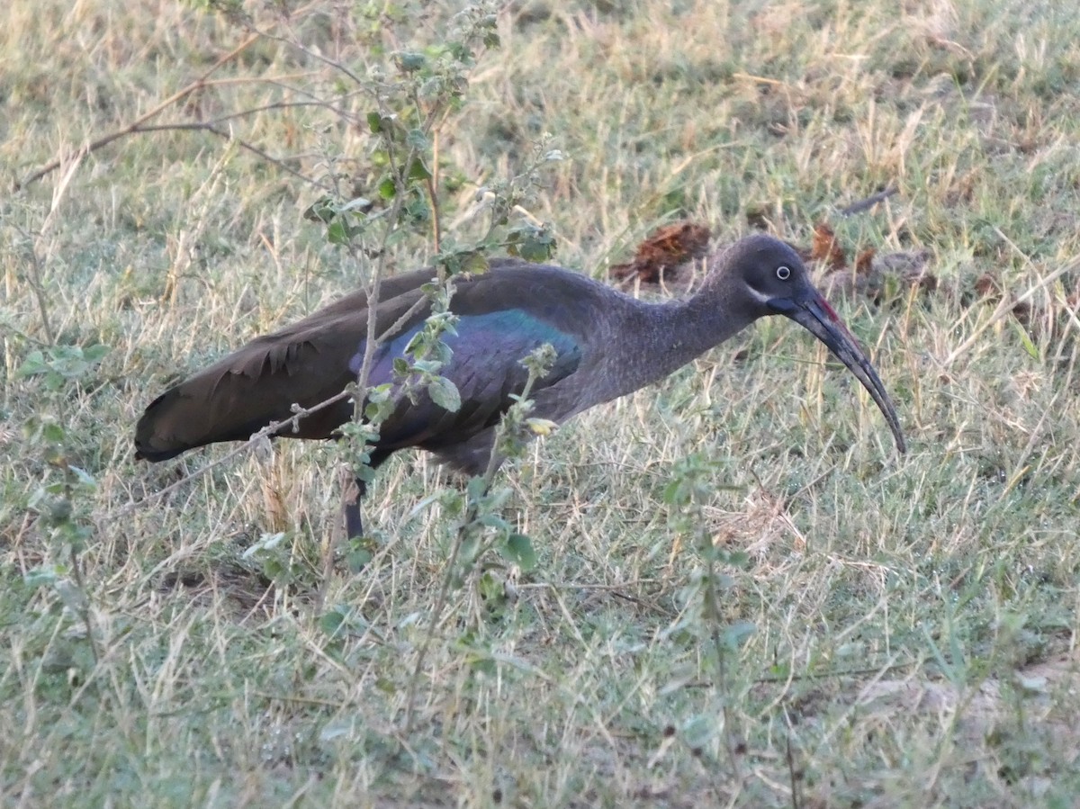 Hadada Ibis - ML635426953