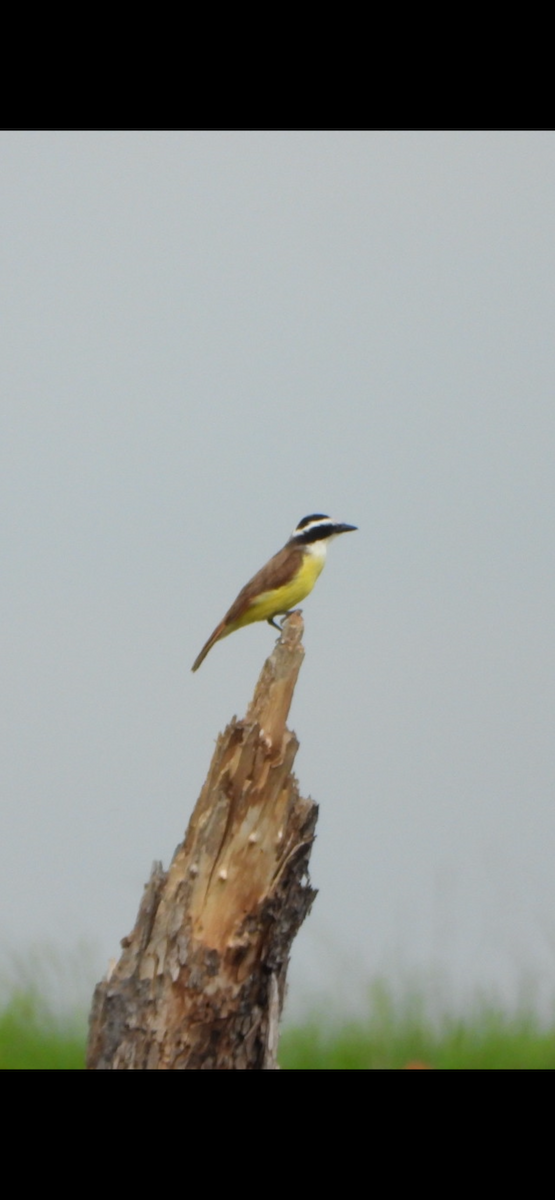 Great Kiskadee - ML635427027