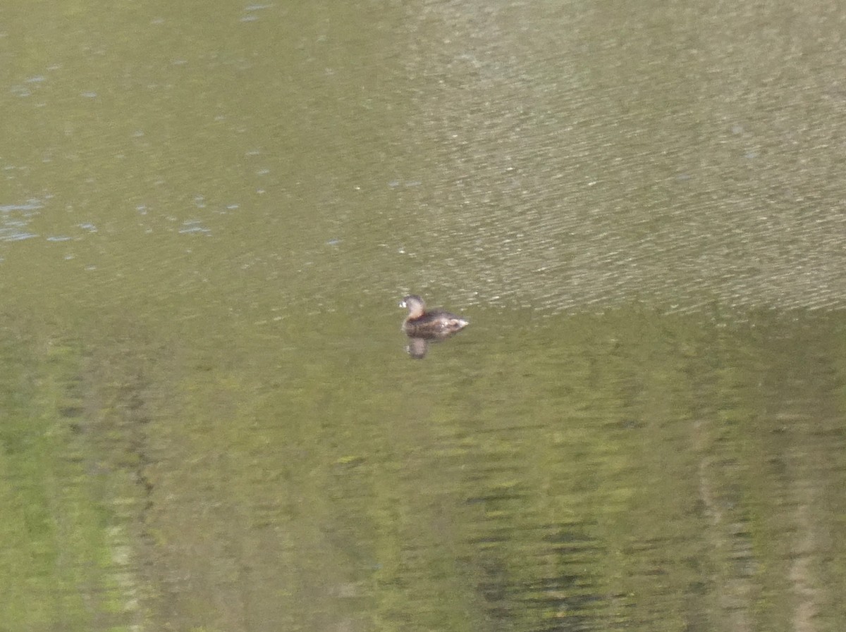 Pied-billed Grebe - ML635427041