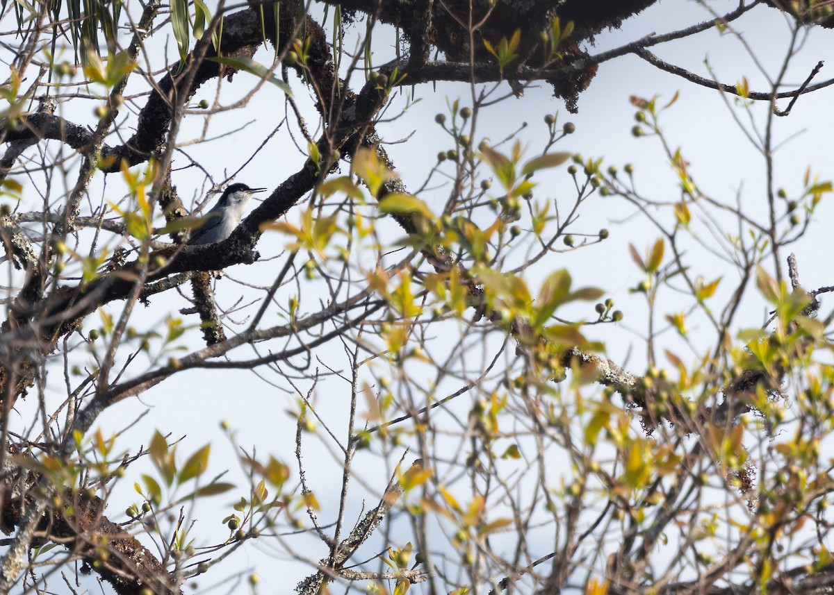 Giant Nuthatch - ML635427074