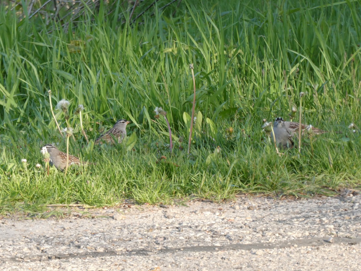 White-crowned Sparrow - ML635427093