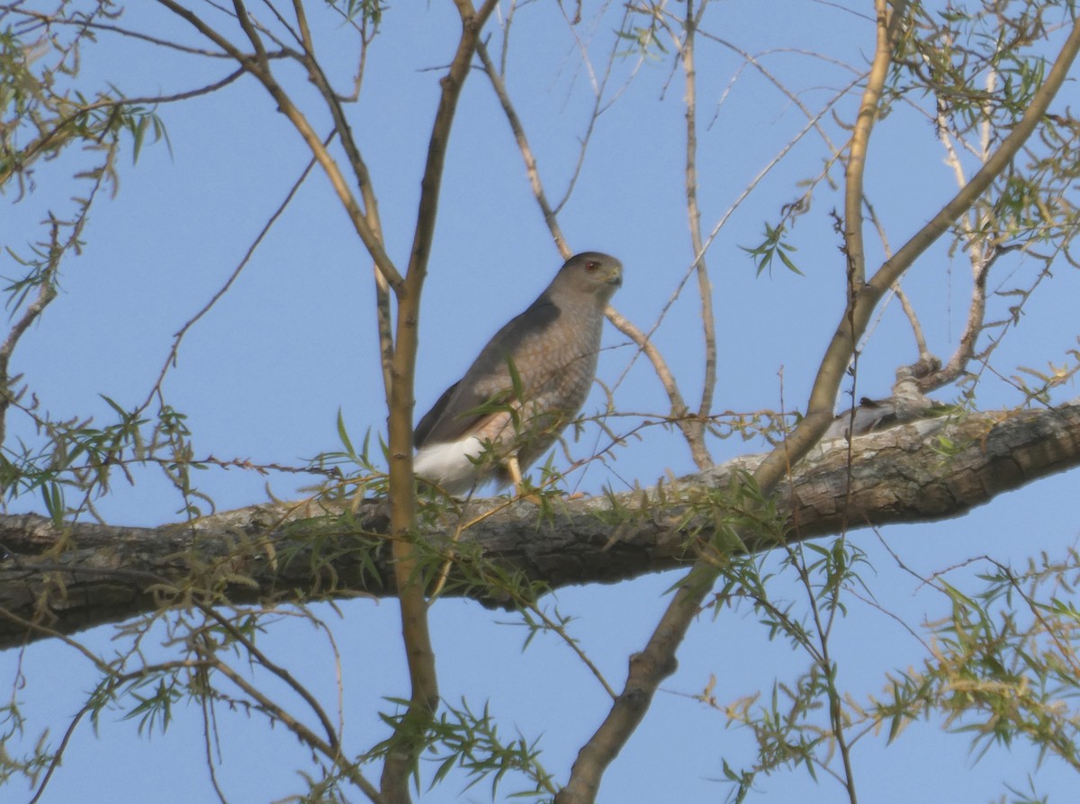 Cooper's Hawk - ML635427149