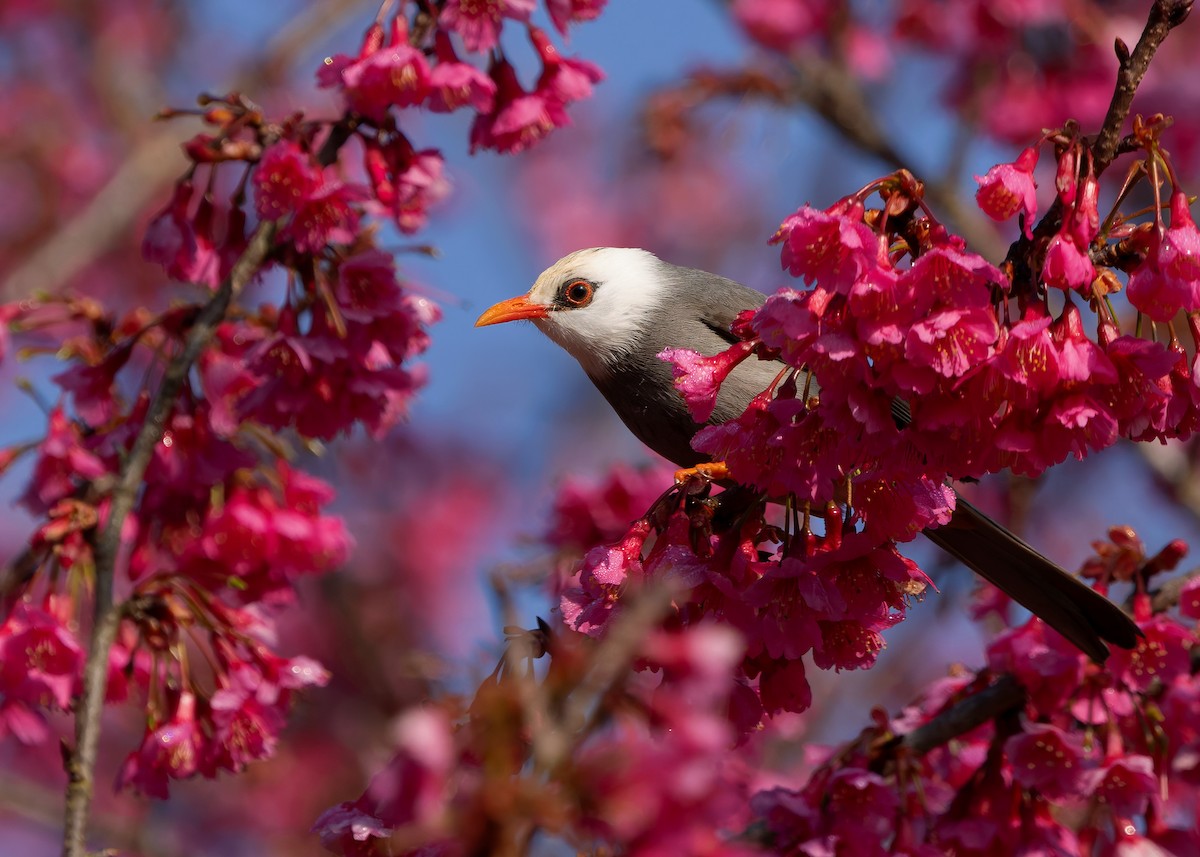 White-headed Bulbul - ML635427183