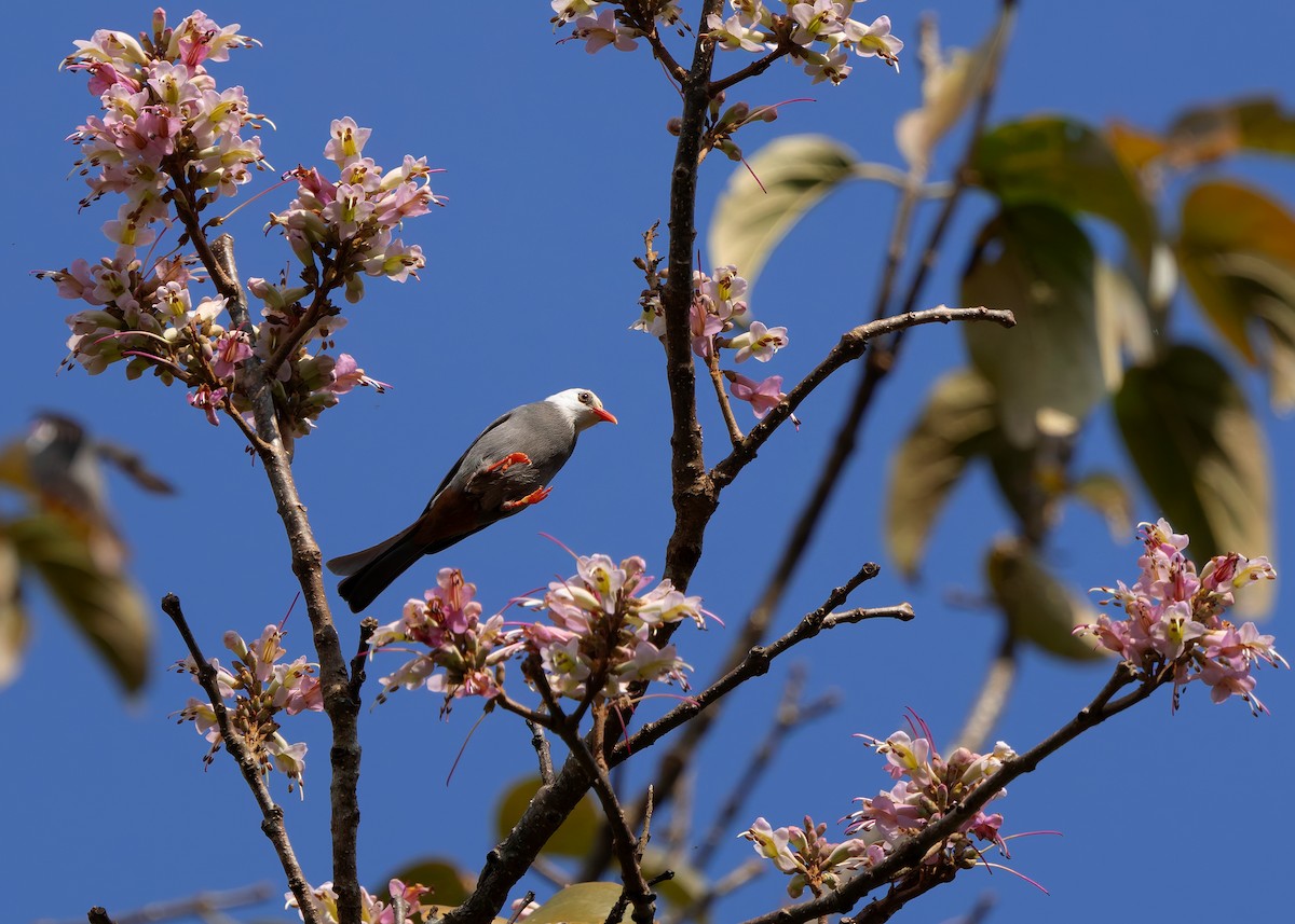 White-headed Bulbul - ML635427184