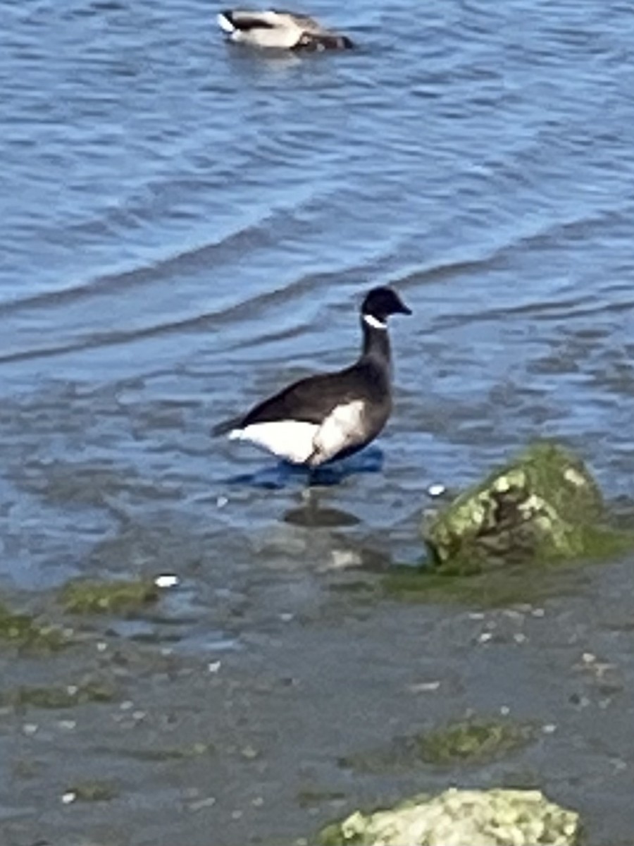 Brant - ML635427297
