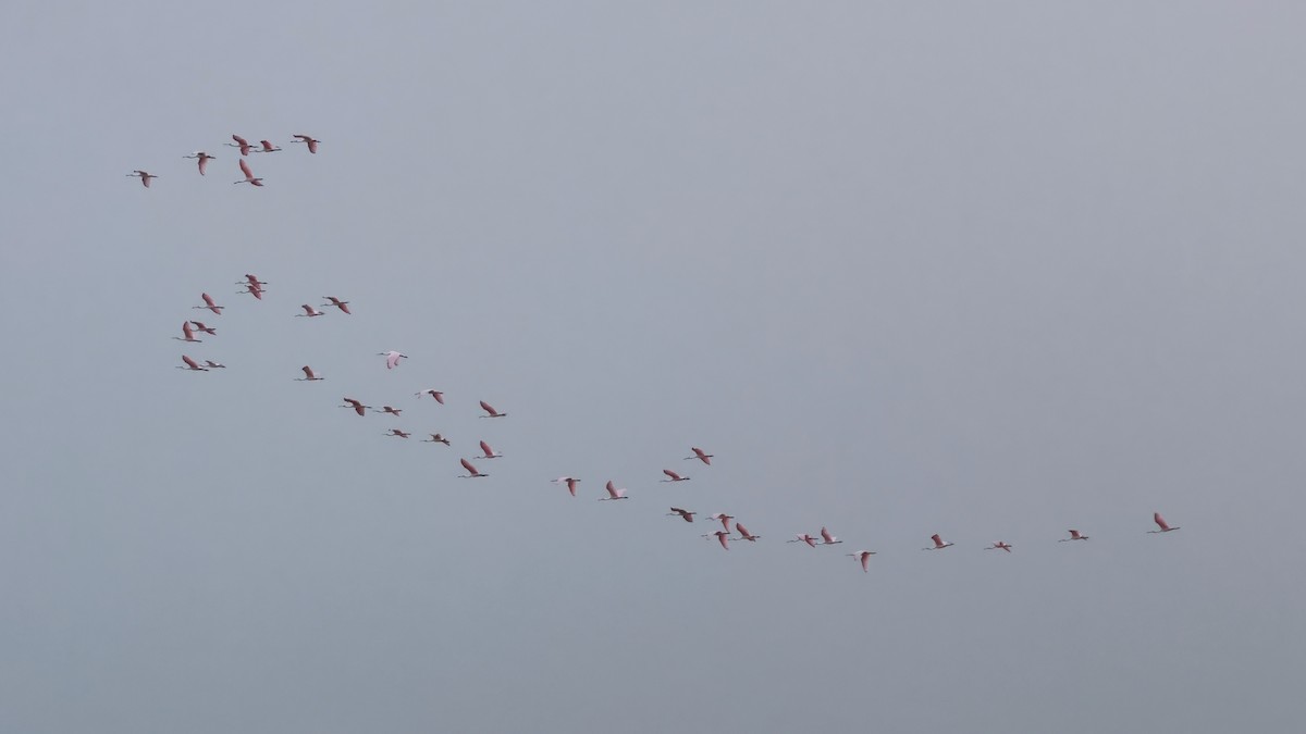Roseate Spoonbill - ML635427300
