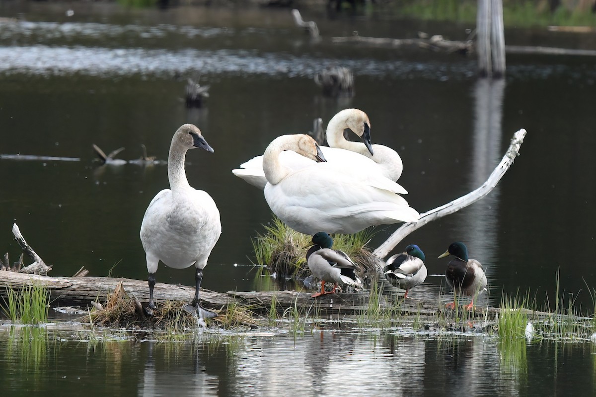 Cygne trompette - ML635427419