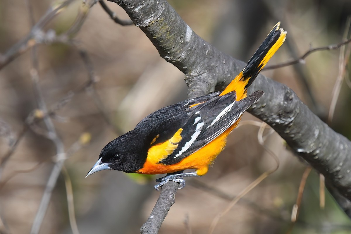 Oriole de Baltimore - ML635427454