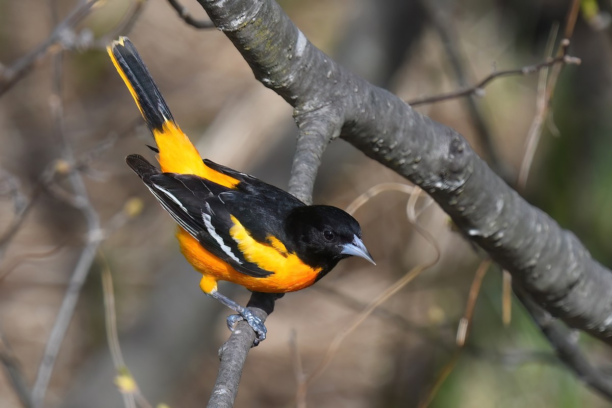 Oriole de Baltimore - ML635427461
