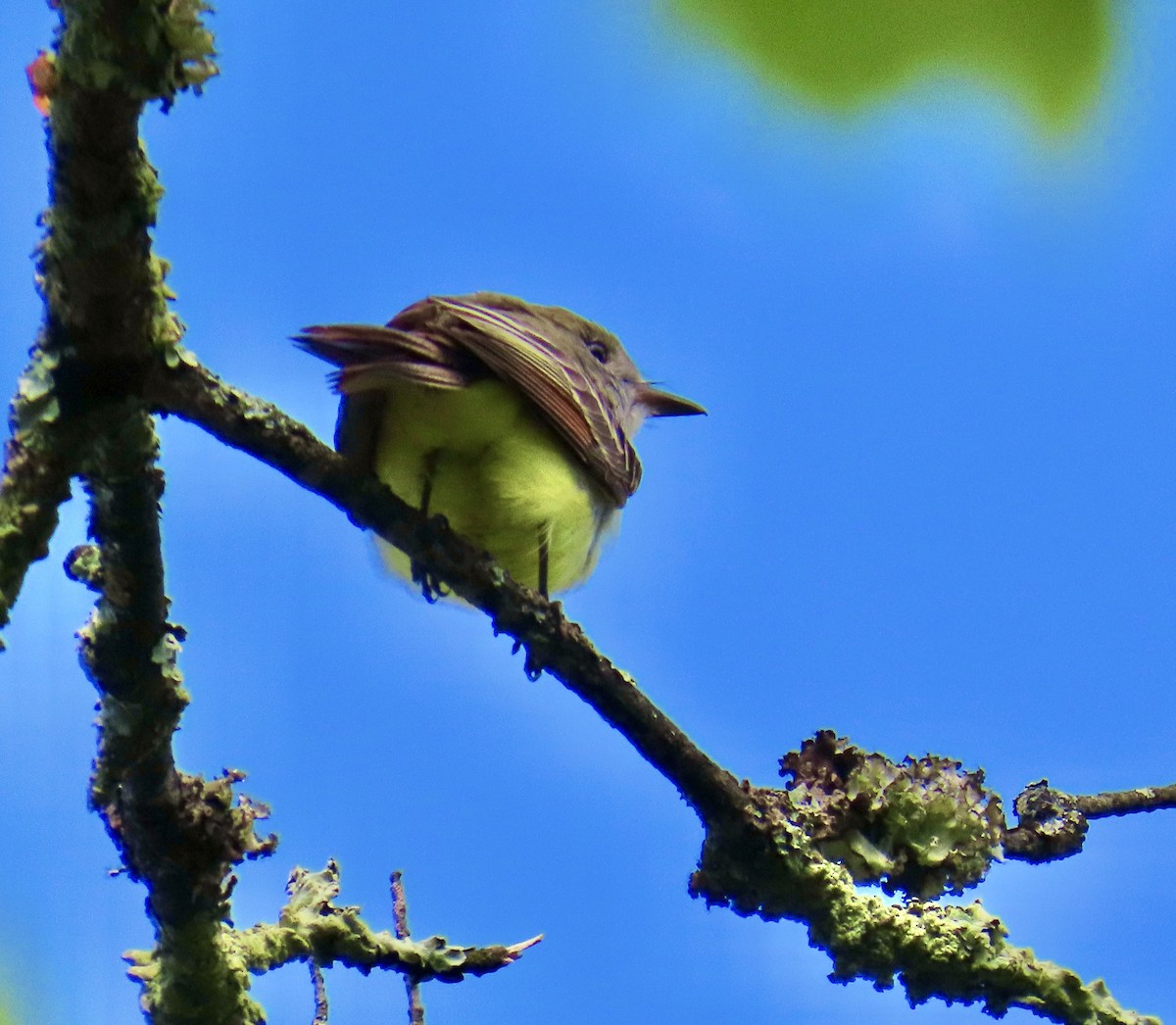 Great Crested Flycatcher - ML635427477