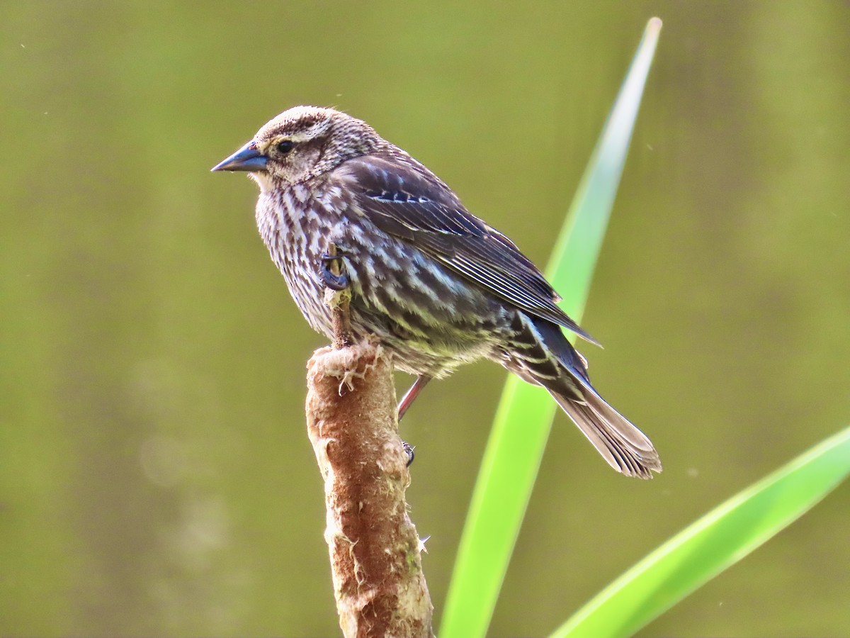 Red-winged Blackbird - ML635427481