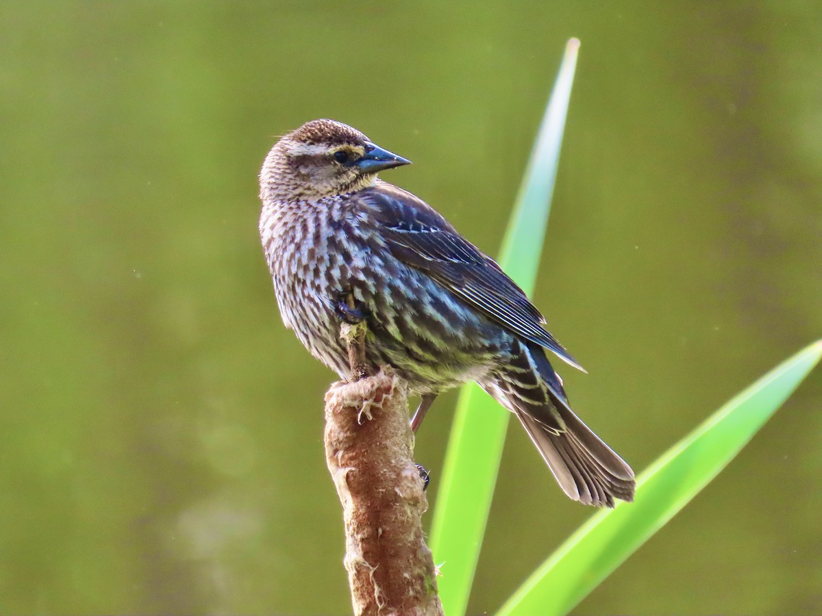 Red-winged Blackbird - ML635427484