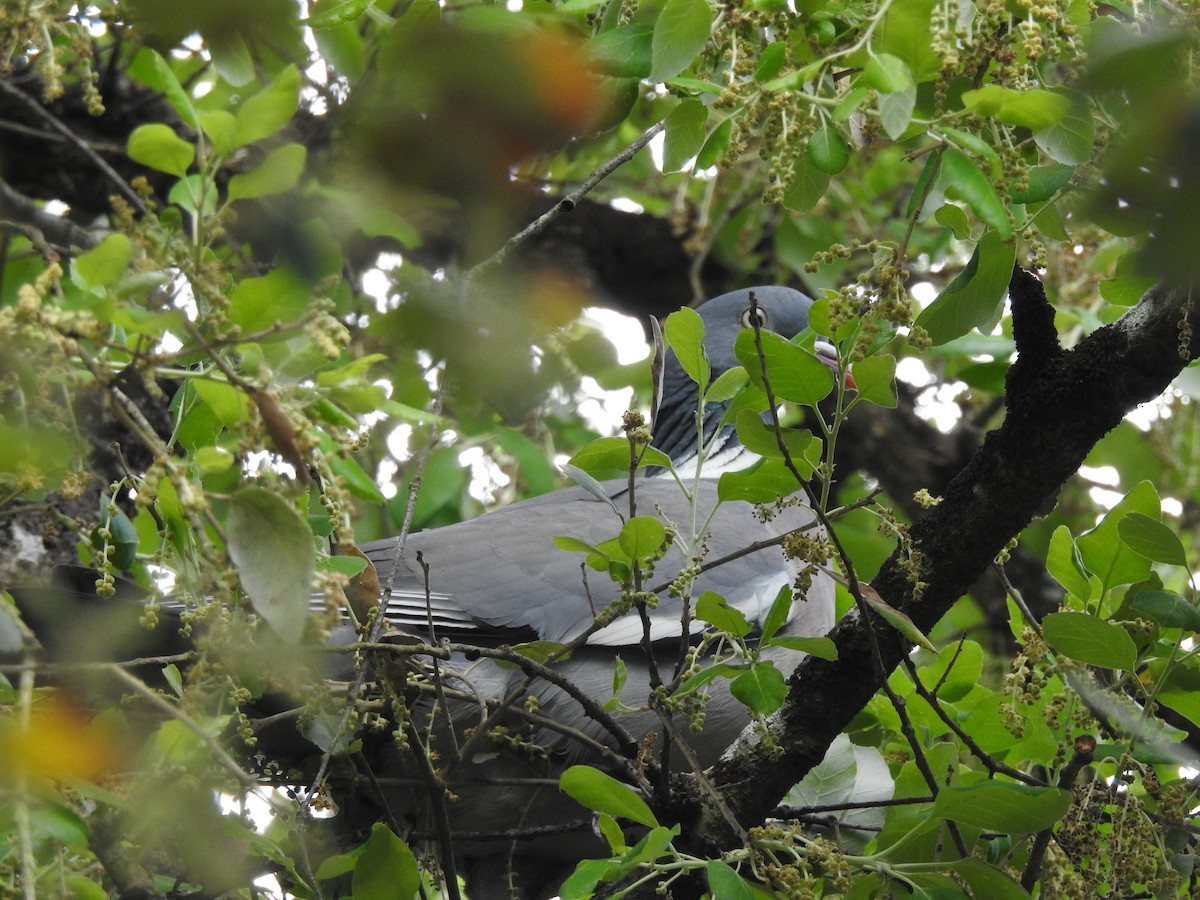 Common Wood-Pigeon - ML635427618