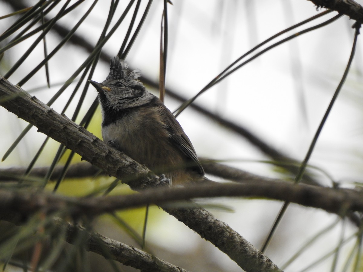 Crested Tit - ML635427624