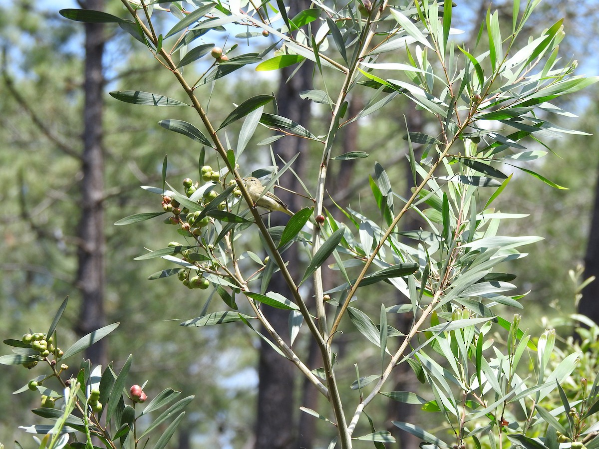 Iberian Chiffchaff - ML635427666