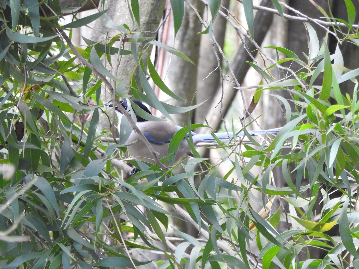 Iberian Magpie - ML635427681