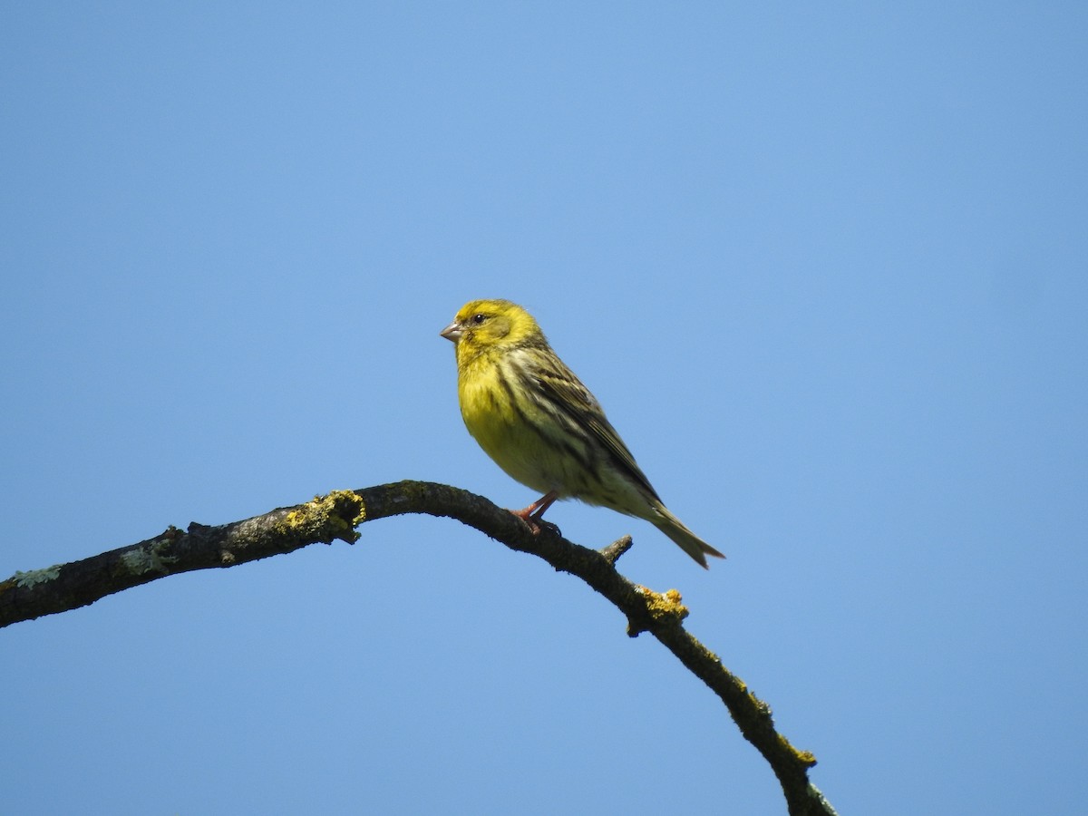 European Serin - ML635427688