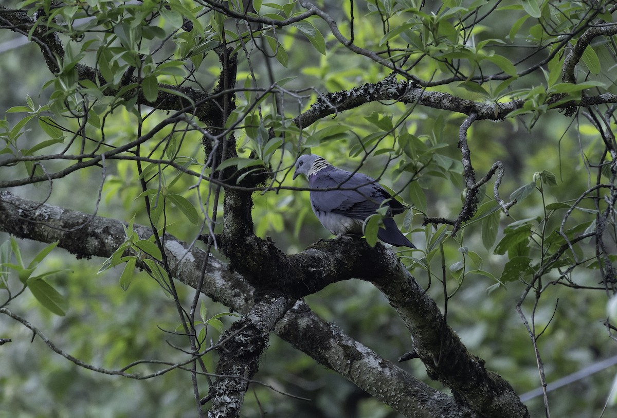 Ashy Wood-Pigeon - ML635427693