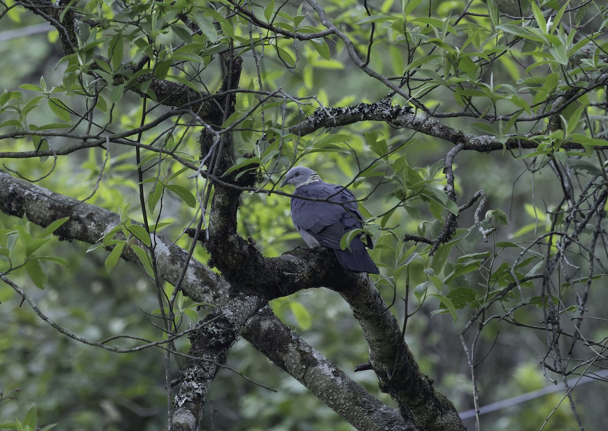 Ashy Wood-Pigeon - ML635427694