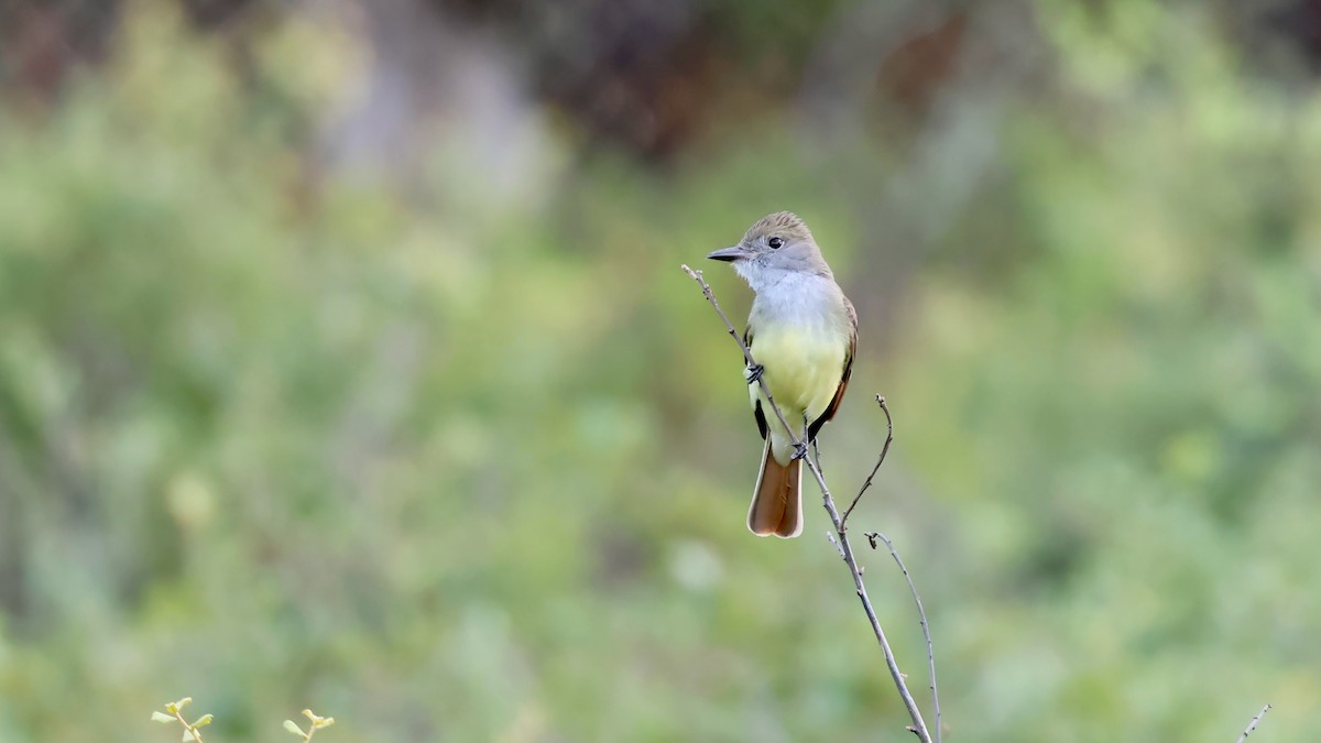 Great Crested Flycatcher - ML635427695