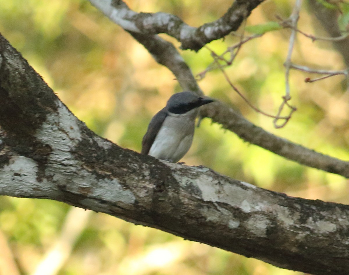 Malabar Woodshrike - ML635427847