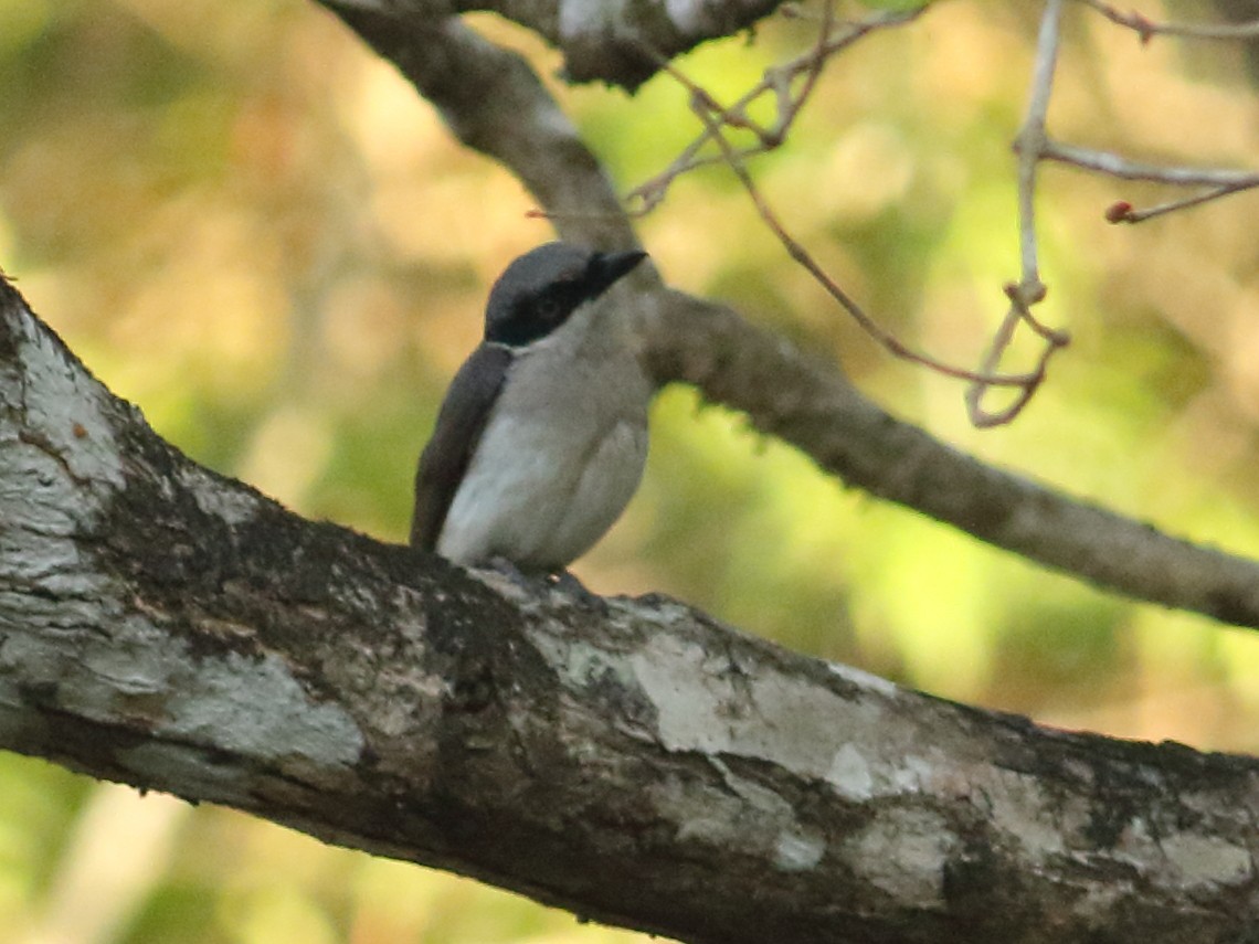 Malabar Woodshrike - ML635427849