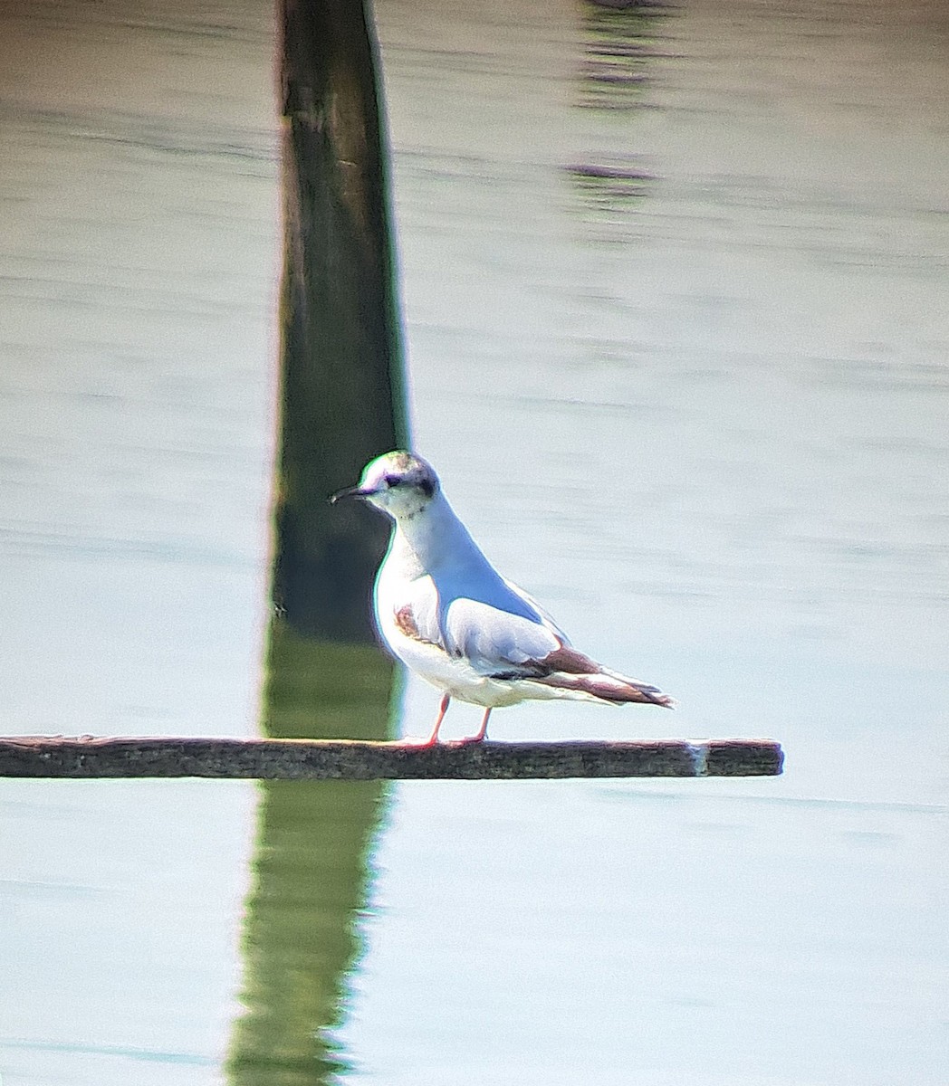 Little Gull - ML635427868