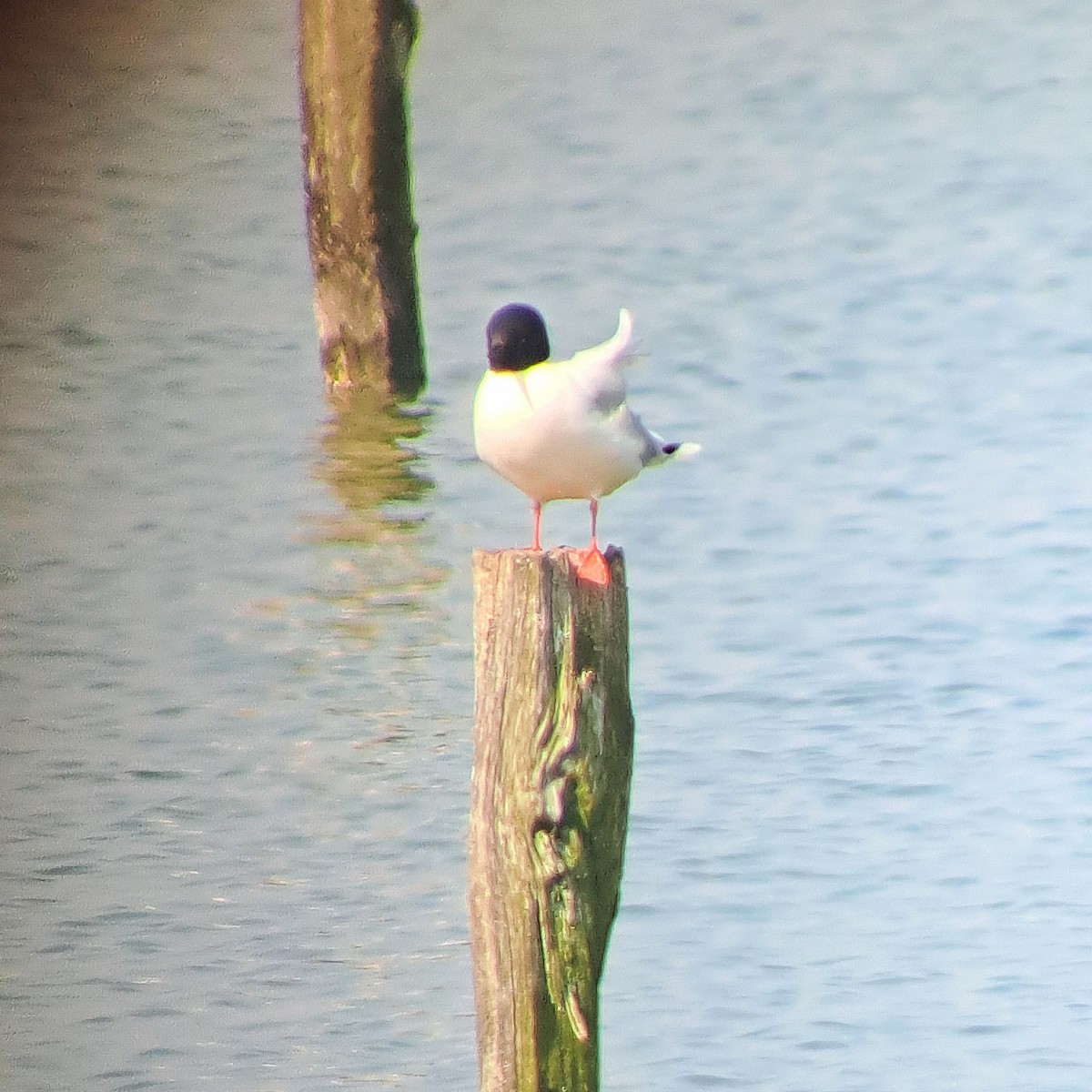 Little Gull - ML635427869