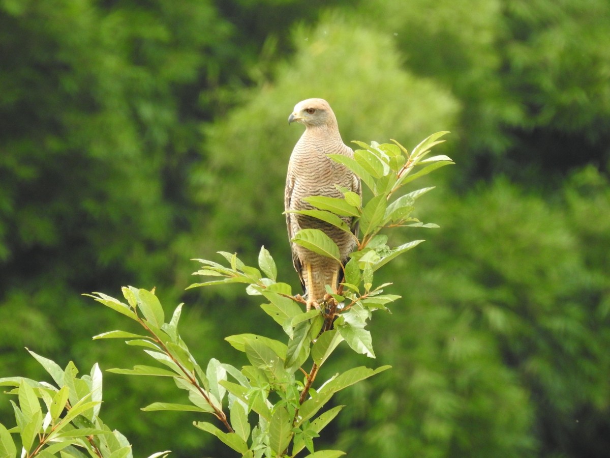 Savanna Hawk - ML635427902